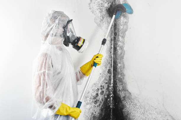 Best Mold-Related Health Consultation  in Swartzville, PA